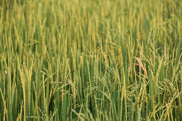 Asia Agriculture and Thai rice concept.