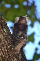 Marmoset on tree