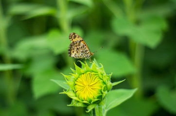 ヒマワリの蕾と蝶
