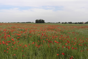 Poppy field