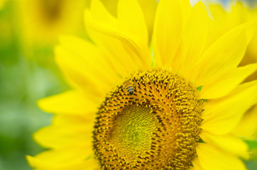 向日葵とミツバチ