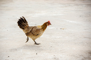 hen or chicken animal life