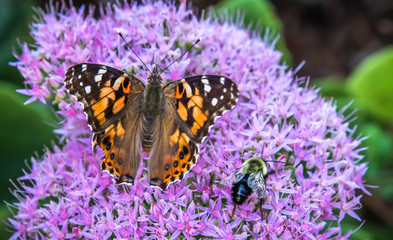 American Lady Butterfly and Carpenter Bee on Sedum