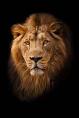 Fototapeta na wymiar Powerful and confident maned male lion with yellow (amber) eyes resembling a king imposingly. portrait in isolation, black background.