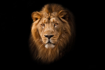 Powerful  and confident maned male lion with yellow (amber) eyes resembling a king imposingly. portrait in isolation, black background. - obrazy, fototapety, plakaty