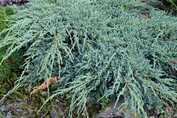 Savin juniper, variety Glauca (Juniperus sabina Glauca)
