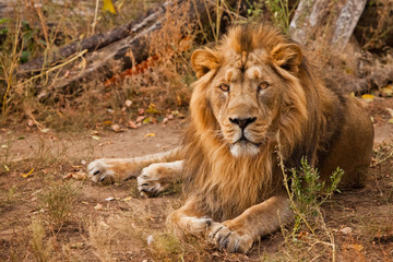 Powerful  and confident maned male lion with yellow (amber) eyes resembling a king imposingly rests lying on the grass against the background of bushes