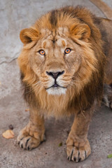 maned male lion with yellow (amber) eyes looks at you anxiously and attentively, close-up face.