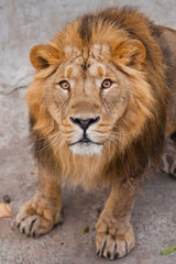 maned male lion with yellow (amber) eyes looks at you anxiously and attentively, close-up face.
