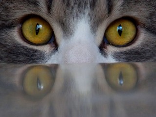 eyes of a cat