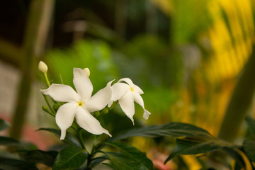 View of White flowers in full bloom in a garden