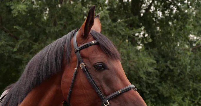 Beautiful chestnut horse in leather bridle outdoors