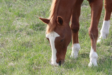 Naklejka na ściany i meble The head and front feet of a chestnut horse with a big blaze and white socks grazing.