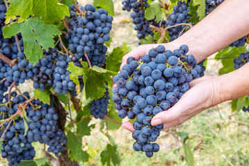 Obraz premium Female hands hold large clusters of black grapes, freshly picked in the vineyard during the harvest