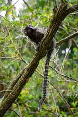 The tamarin