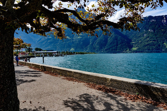 Von einem alten Baum eingerahmte Aussicht auf den Vierwaldst&auml;ttersee oder auch Luzernersee mit der Berglandschaft und den Steg des Hafens von Fl&uuml;ehlen. Fantastische Seerundfahrt.