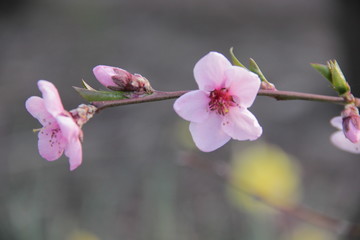 peach blossom