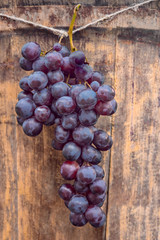 Bunch of red grapes hanging on wooden background. Ripe bunch of grapes. Winemaking business. Decoration for wine fest event. International wine festival. Grape yield, harvest.