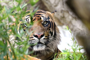 Testa di tigre nascosta dalle piante