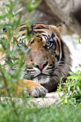 Tigre nascosta dalle piante