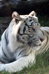 Fototapeta premium Tigre bianca stesa girata