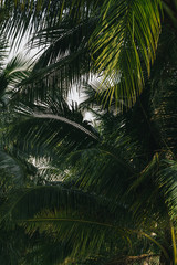 Lookup shot of tropical palm trees