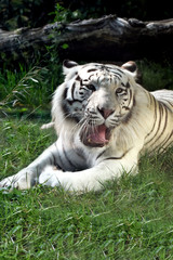Tigre bianca con la bocca aperta