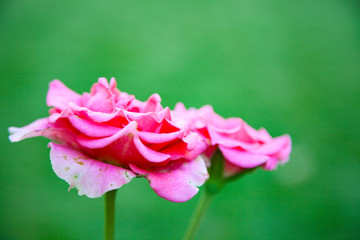 Beautiful pink rose on a green background.