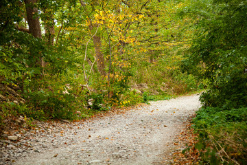 Path in the mountain forest.