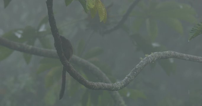 Black Mantle Tamarin, Saguinus nigricollis, monkey from Sumaco National Park in Ecuador. Tamarin in the nature jungle habitat, sitting on the tree.