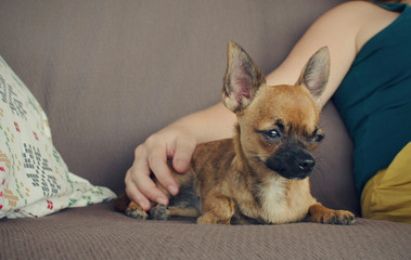 Caucasian woman caressing her brown chihuahua on a couch. Relax dog