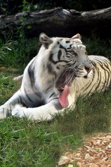 Tigre bianca mentre sbadiglia