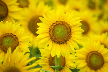 Obraz premium 向日葵