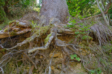 forest beauty in autumn