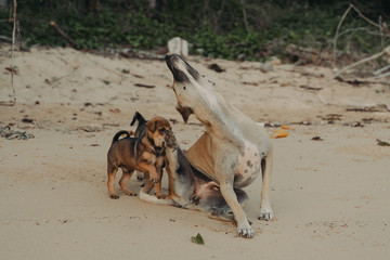 Homeless dog pack on a beach