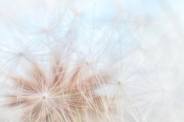 Blowball texture close up. Dandelion seeds abstract macro on blue sky background. Shallow depth of field soft focus