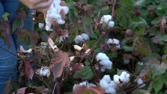 Cotton harvesting. Female turkish harvester working in blooming cotton field, manual labor concept 4k