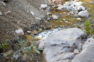 stream in forest
