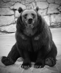 Fototapeta premium Portrait of a sitting bear in the zoo, Ursus Arctos