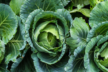 Organic frresh traditional cabbage close up