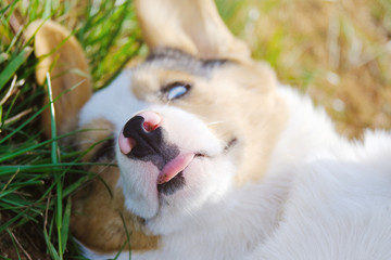 Funny Corgi puppy dog laying in grass close up.