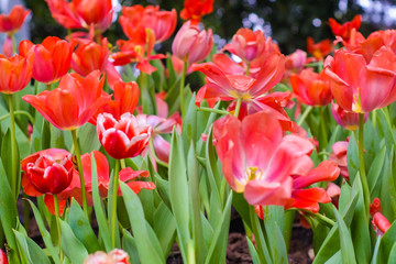 Colorful tulip flower close cup in botanical garden