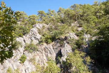 tree in the mountains