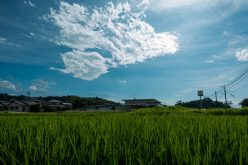 Fototapeta na wymiar 日本の田園風景