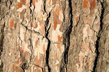 Background of old pine bark, woody texture