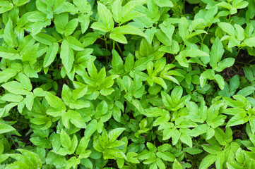 Top view close up of the leaves of Aegopodium podagraria