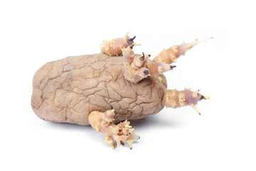 One potato with sprouts