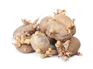 Group of potatoes with sprouts