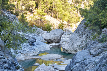 mountain stream in the forest