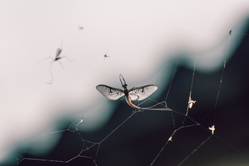 The moth tangled up in a web against the sky